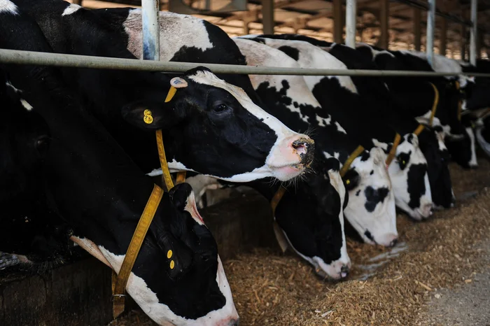 Bruno Todeschini / Agencia RBS Bruno Todeschini / Agencia RBS