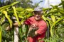Porto Alegre, RS, Brasil - Campanha Pomar Solidário recebe frutas, legumes e verduras excedentes dos produtores. Na foto o produtor Rural Helio Girotto, 62 anos, proprietário de um dos locais que doa pitaya ao Mesa Brasil do Sescl.Indexador: Jeff Botega<!-- NICAID(15394919) -->