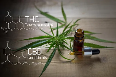 Medicinal cannabis with extract oil in a bottle of  Formula CBD THC. Foto: chalermchai / stock.adobe.comIndexador: PunyadaFonte: 199177013<!-- NICAID(16221716) -->
