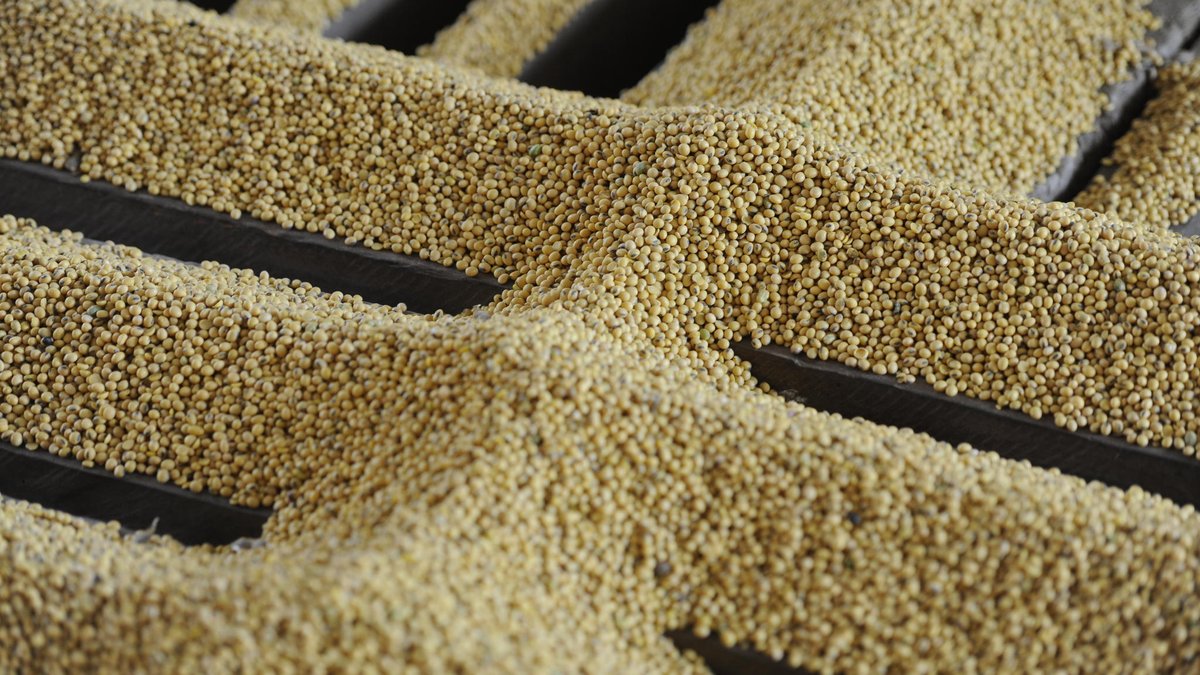 Danone reafirma compra de soja brasileira