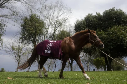 CANOAS, RS, BRASIL, 03-09-2025: O ex-lutador Minotauro entrega o cavalo “Loirinho” à Ulbra, em Canoas. O animal foi arrematado em leilão beneficente para ajudar vítimas da enchente no Vale do Taquari e deve ficar aos cuidados da universidade, numa baia vizinha a do cavalo “Caramelo”. Foto: Mateus Bruxel/Agência RBSIndexador: MATEUS BRUXEL<!-- NICAID(16116324) -->