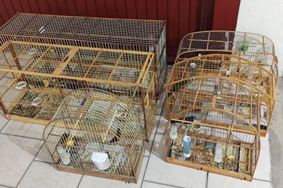 2° Companhia Independente de Polícia Ambiental da Brigada Militar / Divulgação Operação da Brigada Militar apreende 21 pássaros em situação em irregular em Caxias do Sul.<!-- NICAID(16165513) -->