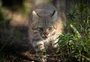 "Ele caminha para a extinção da mesma forma que o bioma": felino Fantasma do Pampa entra em lista nacional de ameaçados