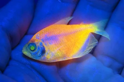O Instituto Brasileiro do Meio Ambiente e dos Recursos Naturais Renováveis (Ibama) apreendeu, em operações realizadas no mês de março, cerca de 60 mil peixes geneticamente modificados. As espécies eram modificadas para brilhar sob luz ultravioleta. As informações são do g1.<!-- NICAID(16001421) -->