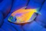 Ibama apreende cerca de 60 mil peixes geneticamente modificados para brilhar sob luz ultravioleta