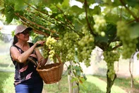 CAXIAS DO SUL, RS, BRASIL, 10/02/2026. Família Sartor, em Santa Lúcia do Piaí, interior de Caxias do Sul, trabalha com o sistema colhe e paga, em que os clientes podem colher as próprias uvas. Na foto, Ivone Beatriz Bonatto Sartor, 65, Sérgio Sartor, 68, e Sara Bonatto Sartor, 20. (Porthus Junior/Agência RBS)<!-- NICAID(16222688) -->