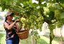 Conheça quatro lugares na Serra em que os visitantes podem colher a uva diretamente da videira