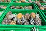 Doce, mas para poucos: quebra na safra de abacaxi reduz quantidade de frutos neste verão