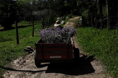 PORTO ALEGRE, RS, BRASIL: A PRODUÇÃO ORGÂNICA DE FLORES NO BELÉM NOVO. Como a chácara Porto Verde iniciou a produção de flores, e se tornou referênica nas feiras orgânicas de Porto Alegre. SÉRIE MINIDOC. Fotos: Duda Fortes/Agencia RBS <!-- NICAID(16192722) -->