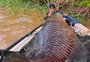"Incrível": pescadores fisgam pirarucu com mais de dois metros e 100 quilos no Rio Madeira, em Rondônia