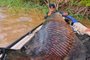 Pescadores fisgam peixe de mais de dois metros e 100 quilos no Rio Madeira, em Rondônia<!-- NICAID(15069919) -->