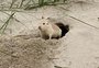 Em perigo de extinção, tuco-tuco das dunas é flagrado em vídeo por fotógrafo de GZH no Litoral Norte
