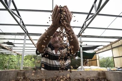 A worker at the Tropical Agricultural Research and Higher Education Center (CATIE) dries coffee seeds to store them at their seed bank, in Turrialba, Costa Rica, on July 19, 2023. In the mountains of the Costa Rican jungle, scientists guard a treasure trove of seeds collected over decades as a bulwark against food insecurity and climate change. Some 6,200 samples from 125 species of squash, chilli, tomato and other edible plants are held at the Tropical Agricultural Research and Higher Education Center (CATIE) near the town of Turrialba. (Photo by Ezequiel BECERRA / AFP)Editoria: FINLocal: TurrialbaIndexador: EZEQUIEL BECERRASecao: agricultureFonte: AFPFotógrafo: STR<!-- NICAID(15495079) -->