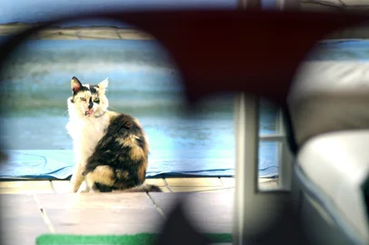*** animais rua - Emerson Souza ***Cachorro e gatos proteção de animais de rua.Maria de Lourde Sprenger e Marcelo Costa defensores de animais de rua<!-- NICAID(1735878) -->