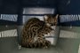 A margay, a small spotted cat, is seen at the TUERI Wildlife Hospital, created by the San Francisco University of San Francisco de Quito (USFQ), in Quito on October 2, 2023, after it was seized in a rural area of the Ecuadorean capital by the Environment Ministry and taken to this centre for evaluation. A pair of caged jaguars on a hacienda has uncovered a cruel trend among Ecuador's drug traffickers. In the style of cocaine baron Pablo Escobar, drug lords set up clandestine zoos that endanger the fauna in a megadiverse country. This is not the only case, but it is one of the most striking. (Photo by Galo PAGUAY / AFP)<!-- NICAID(15573751) -->