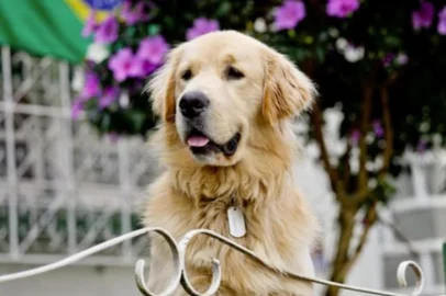 Golden retriever  viralizou nas redes e transformou casa em ponto turístico em SC <!-- NICAID(16376088) -->