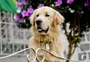 Golden retriever faz mulher "refém" e vira atração turística em SC; veja vídeo