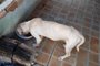 Dois cães desnutridos e vítimas de maus tratos foram resgatados no Centro de Esteio, Região Metropolitana, na manhã desta quinta-feira (13). Conforme Secretaria Municipal do Desenvolvimento Econômico e Meio Ambiente (SMDEMA) do município, os animais passavam fome e não recebiam atendimento veterinário.<!-- NICAID(15401917) -->