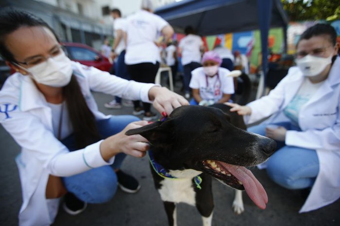 Cães e gatos foram cadastrados e passaram por avaliações de condição de saúde