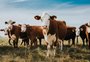 COP28 debaterá os efeitos de um gás de efeito estufa menos conhecido: o metano