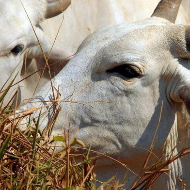 O Ministério da Agricultura informou hoje (20) à tarde que está investigando uma suspeita de caso da vaca louca no Brasil. A pasta não informou o local, mas a Agência Brasil apurou que a suspeita ocorre sobre um animal idoso que morreu num pasto no Pará.<!-- NICAID(15355232) -->