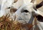 Doença da "vaca louca" detectada no Pará já impacta mercado de carne bovina brasileiro (e gaúcho)
