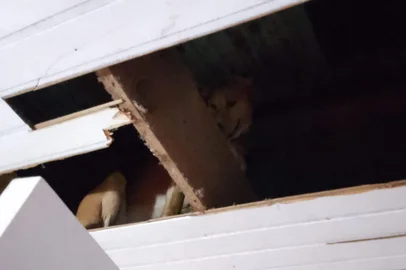 Cão é resgatado em forro de casa no norte do RS<!-- NICAID(16061497) -->