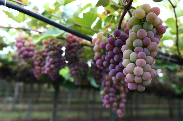 Porthus Junior / Agencia RBS