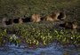 VÍDEO: como estão a vegetação e os animais da Estação Ecológica do Taim, um mês após incêndio