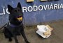 VÍDEO: cão farejador encontra droga em ônibus em Eldorado do Sul