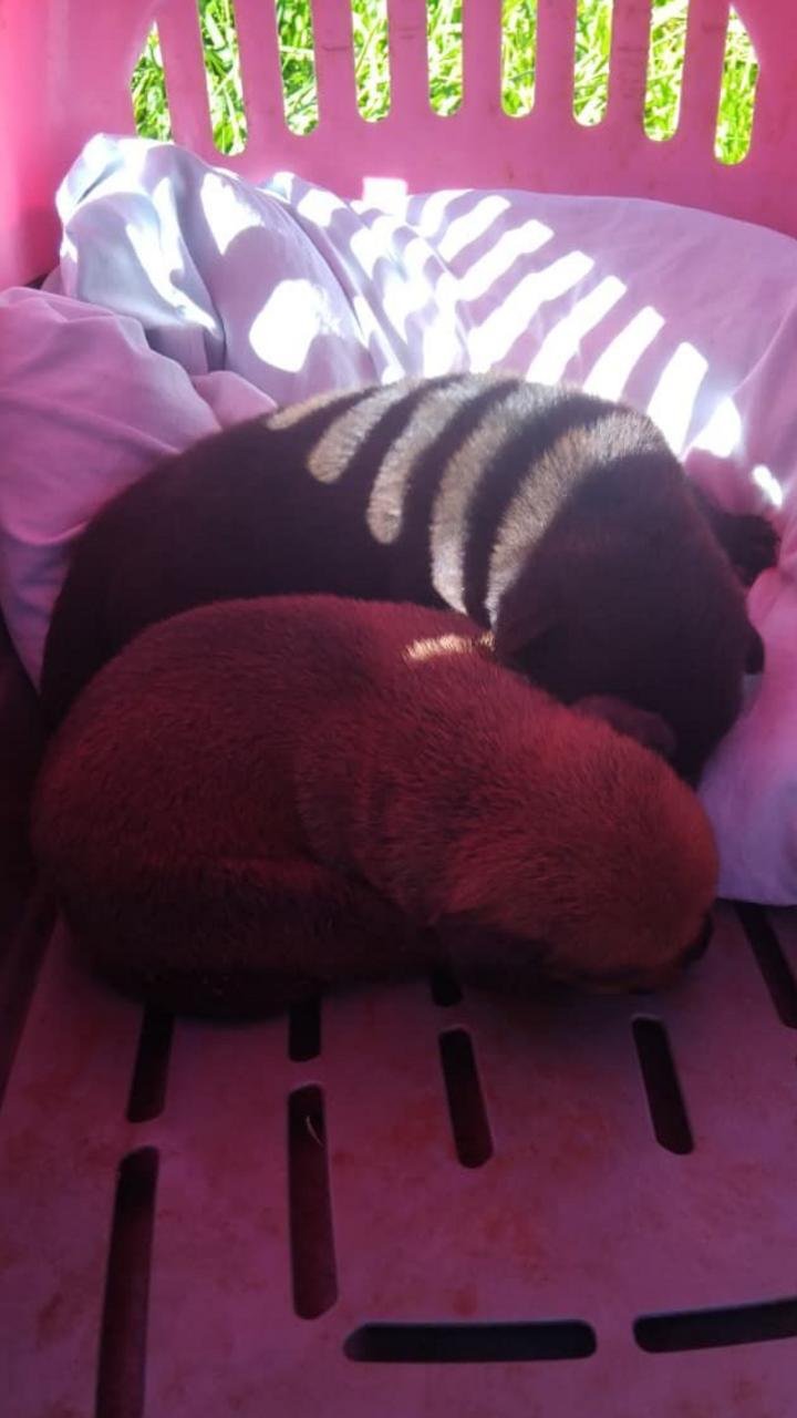 Bombeiros resgatam sete filhotes de cachorro presos em tubula&ccedil;&atilde;o na BR-158; veja o v&iacute;deo