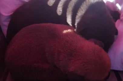 Bombeiros resgatam sete filhotes de cachorro presos em tubulação na BR-158, em Cruz Alta<!-- NICAID(16208401) -->