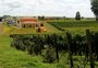 Campos de Cima da Serra em busca de uma Denominação de Origem para vinhos