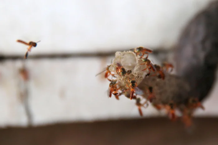 Porthus Junior / Agencia RBS