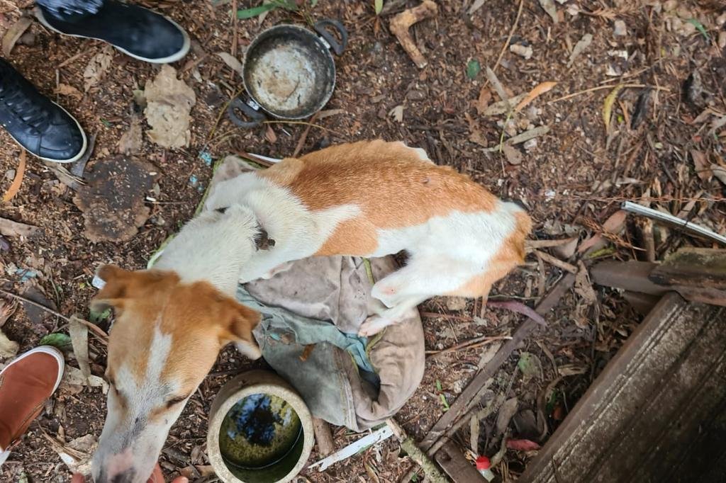 Polícia Civil vai investigar caso de maus-tratos a animais em Serafina