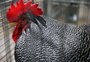 Aves do RS poderão voltar a participar de exposições e feiras; saiba a razão