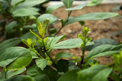 Com técnica pioneira, UFSM inova na pesquisa de clones de erva-mate<!-- NICAID(15717264) -->