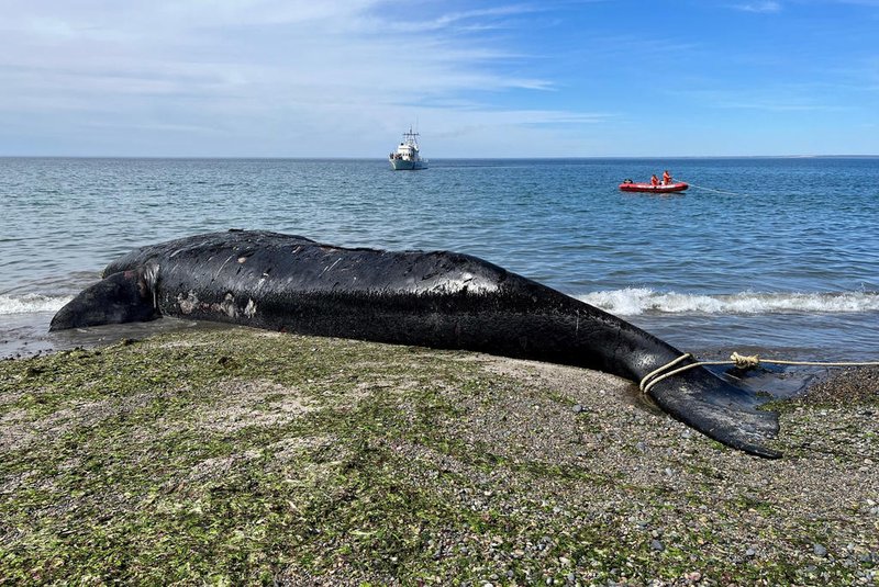 Members of the Naval Command get ready to tow a dead southern right whale (Eubalaena australis) lying on the shore of El Doradillo beach to take it to a deserted beach away from the presence of people, in Puerto Madryn, Chubut Province, Argentina, on October 4, 2022. - At least 13 dead southern right whales appeared on the coast of the Golfo Nuevo and Península Valdez sanctuary, in northern Patagonia, in the past few days. The cause of their death is being investigated, the Whale Conservation Institute (ICB) reported. (Photo by Pablo PORCIUNCULA / AFP)Editoria: HUMLocal: Puerto MadrynIndexador: PABLO PORCIUNCULASecao: animalFonte: AFPFotógrafo: STF<!-- NICAID(15226580) -->