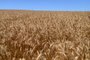 Colheita de trigo em Passo Fundo<!-- NICAID(10970832) -->