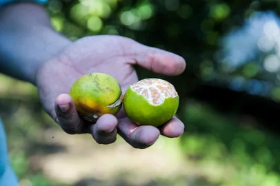 Safra da bergamota deve ser 50% menor neste ano na Serra em função do excesso de chuva. Na foto, o produtor Josué Perini, de Loreto da Segunda Légua.<!-- NICAID(15781174) -->