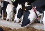 A coleira que dá "voz" às vacas e ajuda o produtor de leite a gerenciar a produção