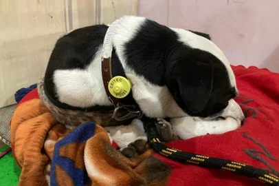 Ceitec usa chips para pessoas encontrarem seus animais de estimação<!-- NICAID(15769459) -->