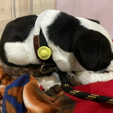 Ceitec usa chips para pessoas encontrarem seus animais de estimação<!-- NICAID(15769459) -->