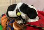 Animais perdidos na enchente recebem chip feito pela estatal Ceitec em Porto Alegre