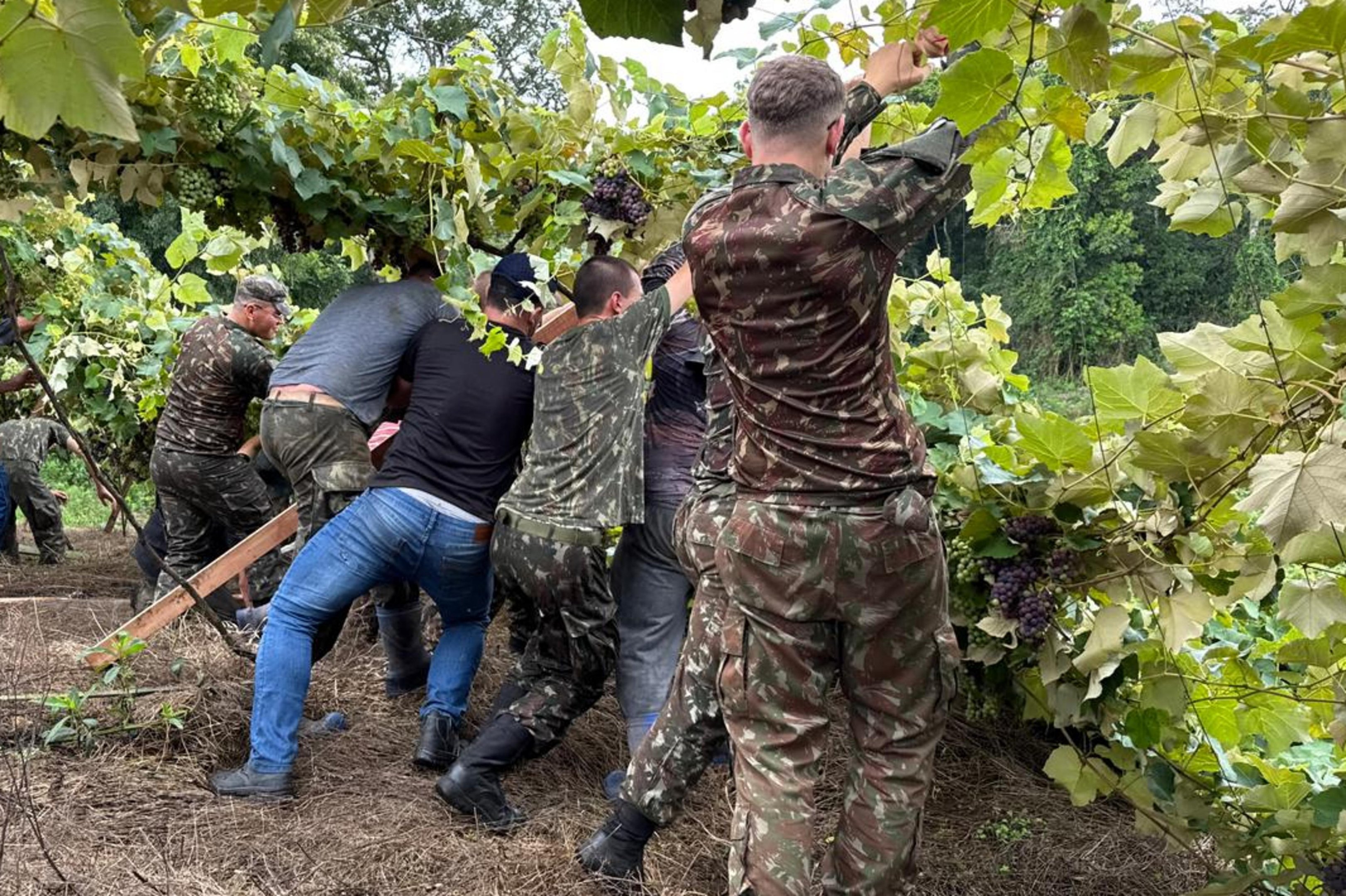 Militares do Ex&eacute;rcito e volunt&aacute;rios reerguem parreirais atingidos pela chuva em Bento Gon&ccedil;alves