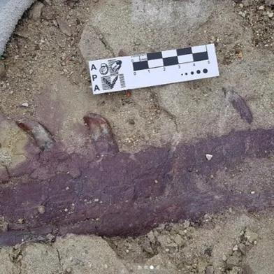 Uma nova espécie de dinossauro, que viveu na Argentina há cerca de 70 milhões de anos, foi descoberta recentemente por uma equipe internacional de paleontólogos. E para a surpresa dos pesquisadores, ossos de um crocodilo foram encontrados em meio a mandíbula do recém-descoberto megaraptor Joquinraptor casali.<!-- NICAID(16132251) -->