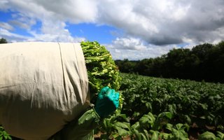CANGUÇU - RS-BR 08.02.2019O município de Canguçu é o maior produtor de tabaco do Brasil.Patrique Strelow, colhendo tabaco.FOTÓGRAFO: TADEU VILANI - AGÊNCIARBS<!-- NICAID(13950138) -->