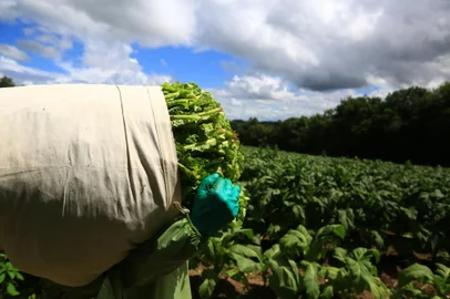 CANGUÇU - RS-BR 08.02.2019O município de Canguçu é o maior produtor de tabaco do Brasil.Patrique Strelow, colhendo tabaco.FOTÓGRAFO: TADEU VILANI - AGÊNCIARBS<!-- NICAID(13950138) -->