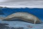 A handout image made available by Nature Publishing Group on August 1, 2023, shows an artists illustration of Perucetus colossus, an ancient whale discovered in Peru that scientists think could be the heaviest animal to have ever lived. A newly discovered whale that lived nearly 40 million years ago could be the heaviest animal to have ever lived, based on a partial skeleton found in Peru, scientists said on August 02, 2023. (Photo by Alberto GENNARI / NATURE PUBLISHING GROUP / AFP) / RESTRICTED TO EDITORIAL USE - MANDATORY CREDIT "AFP PHOTO / NATURE/ Alberto Gennari" - NO MARKETING NO ADVERTISING CAMPAIGNS - DISTRIBUTED AS A SERVICE TO CLIENTSEditoria: FINLocal: ParisIndexador: ALBERTO GENNARISecao: metal and mineralFonte: NATURE PUBLISHING GROUPFotógrafo: Handout<!-- NICAID(15499762) -->