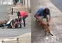 Cachorro caramelo defende tutor durante briga e vira destaque em vídeo em Goiânia